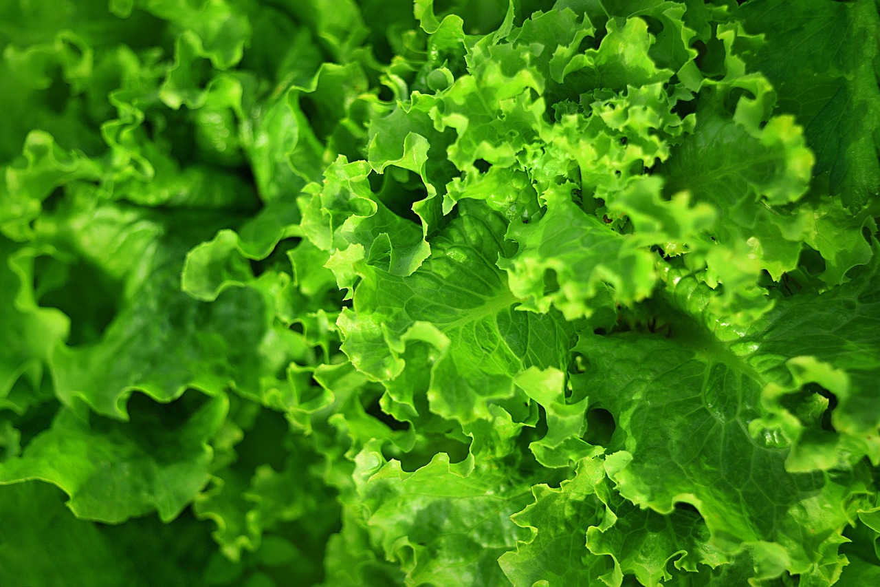 Best Tips for Growing Lettuce in Containers